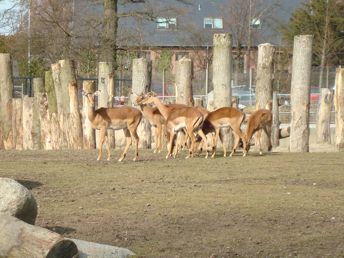 zoo. kopenhaga 30 martie 2008 024 - zoo-copenhaga