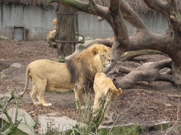 gradina zoologica aprilie dk 004 - zoo-copenhaga