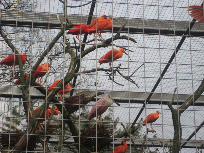 gradina zoologica aprilie dk 034 - zoo-copenhaga