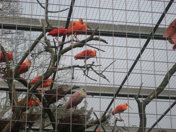 gradina zoologica aprilie dk 035 - zoo-copenhaga