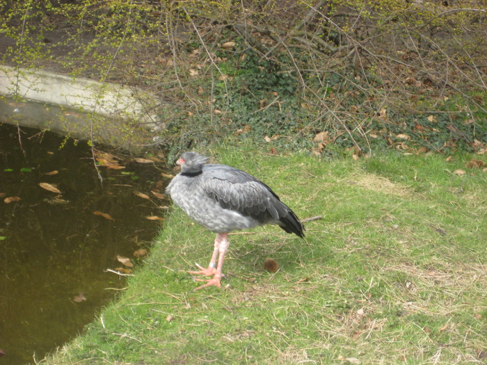 gradina zoologica aprilie dk 040