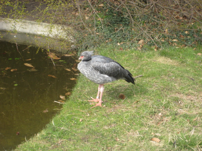 gradina zoologica aprilie dk 042