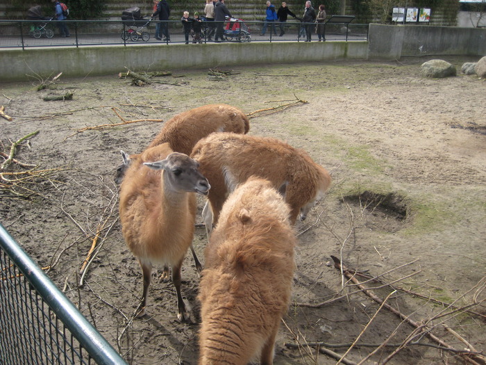 gradina zoologica aprilie dk 045