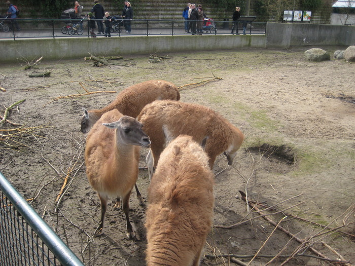 gradina zoologica aprilie dk 046 - zoo-copenhaga