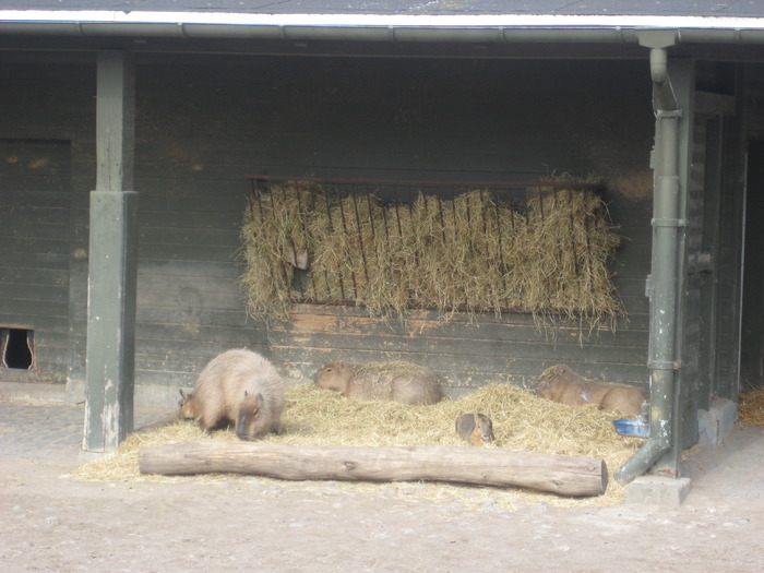 gradina zoologica aprilie dk 048