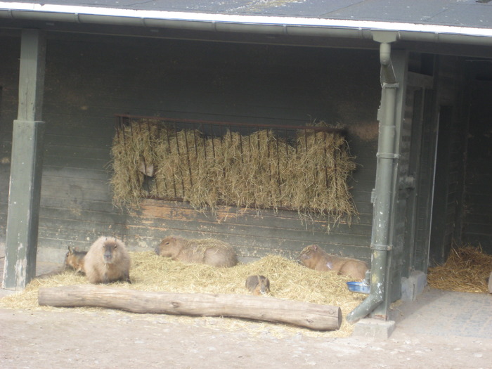 gradina zoologica aprilie dk 049