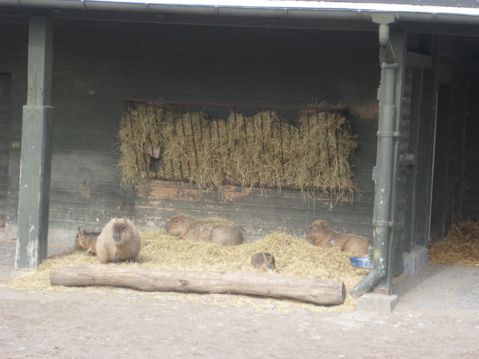 gradina zoologica aprilie dk 050