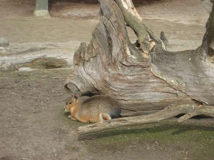 gradina zoologica aprilie dk 051