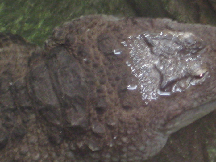 gradina zoologica aprilie dk 054