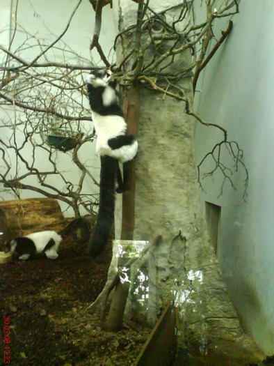 zoo telefon 036