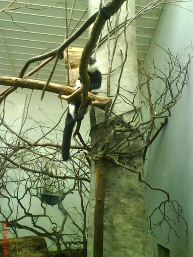 zoo telefon 037