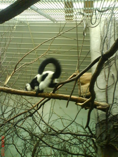 zoo telefon 038