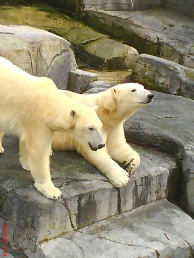zoo telefon 050