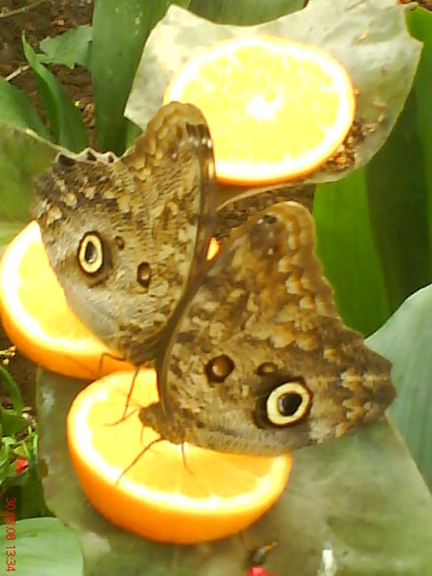 zoo telefon 059