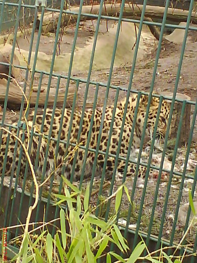 zoo telefon 062