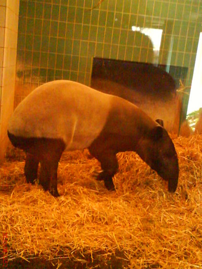 zoo telefon 064