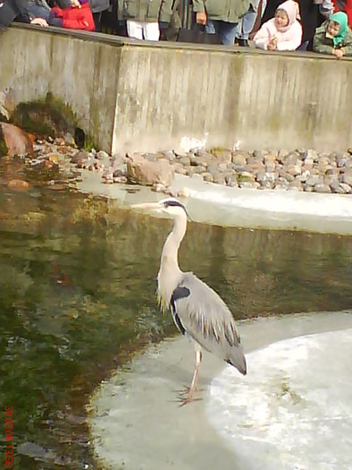 zoo telefon 068