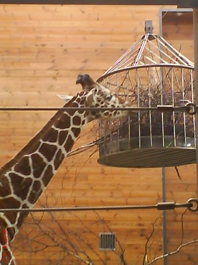 zoo telefon 081 - zoo-copenhaga
