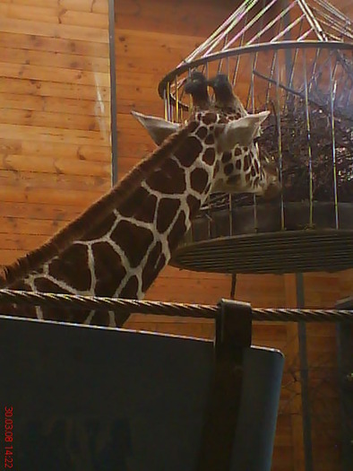 zoo telefon 082 - zoo-copenhaga