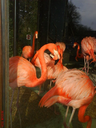zoo telefon 098