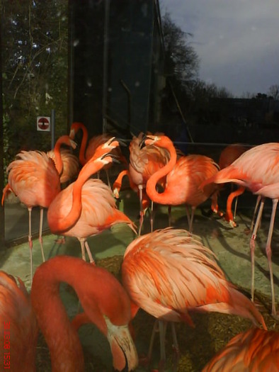 zoo telefon 101 - zoo-copenhaga