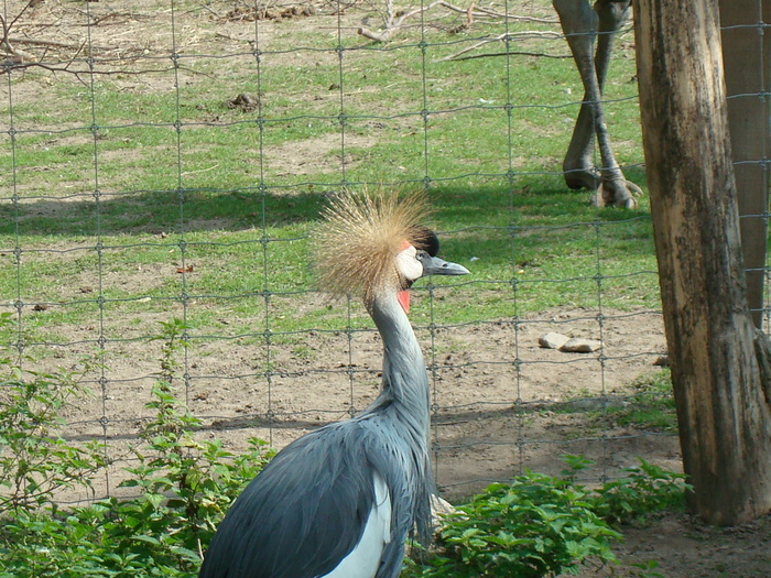 DSC00441 - zoo-copenhaga