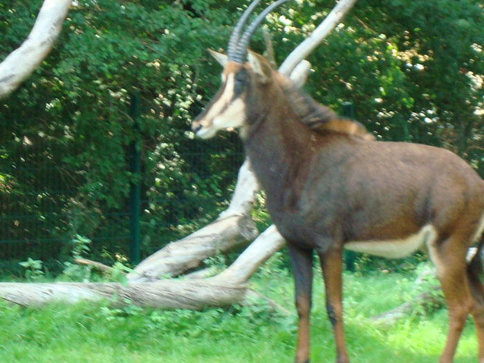 DSC00443 - zoo-copenhaga