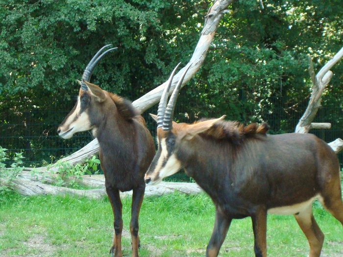 DSC00445 - zoo-copenhaga