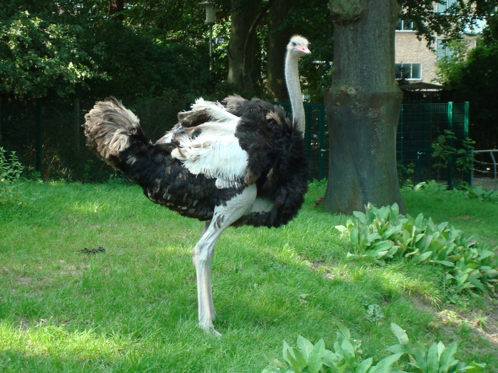 DSC00447 - zoo-copenhaga