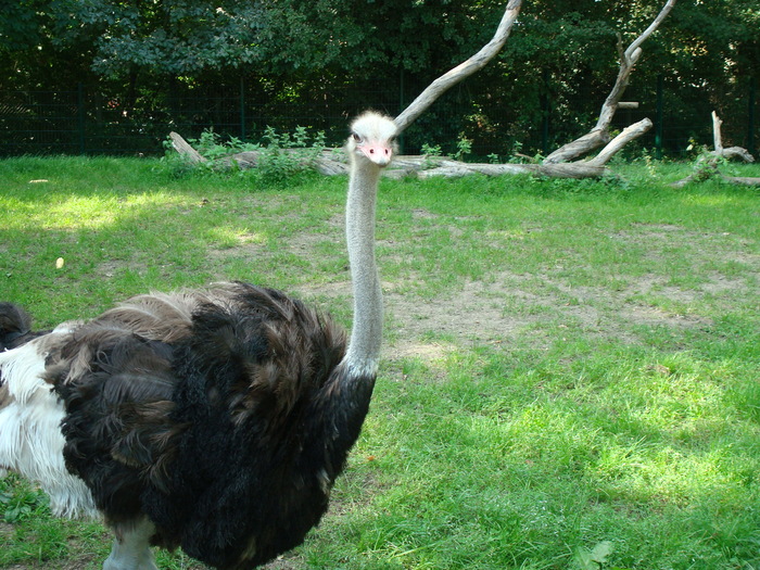 DSC00452 - zoo-copenhaga