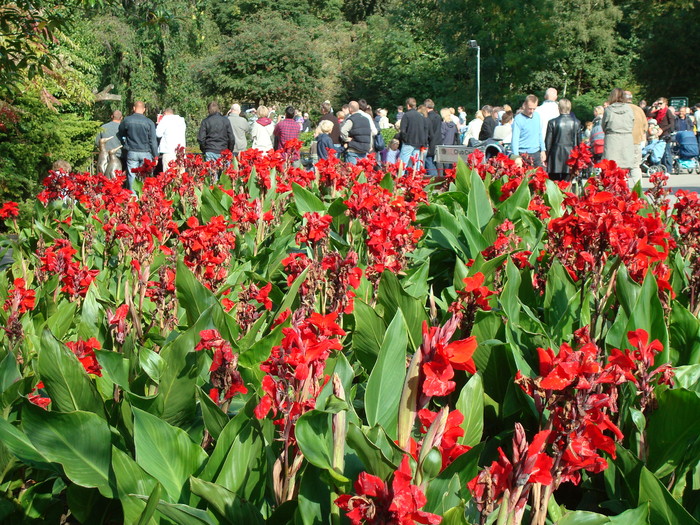 DSC00457 - zoo-copenhaga