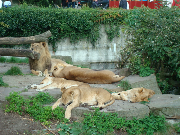 DSC00459 - zoo-copenhaga