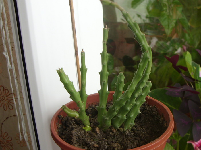 steaua serifului de la robertloredana -multumesc