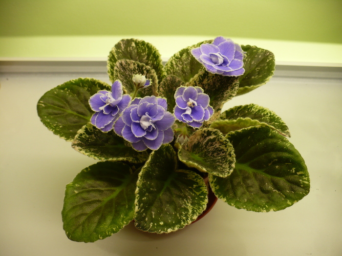 15 mai - Sansoucy Coco