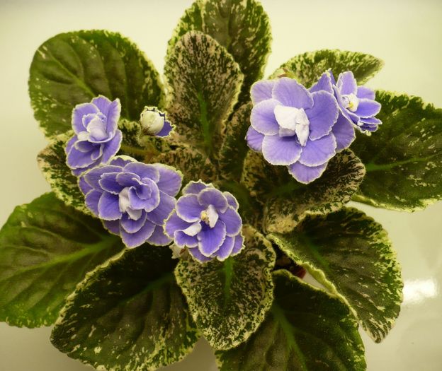 P1260272 - Sansoucy Coco