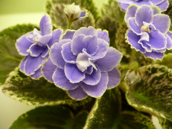 P1260274 - Sansoucy Coco