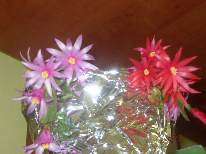 ripsalidopsis roz si rosu in acelasi ghiveci