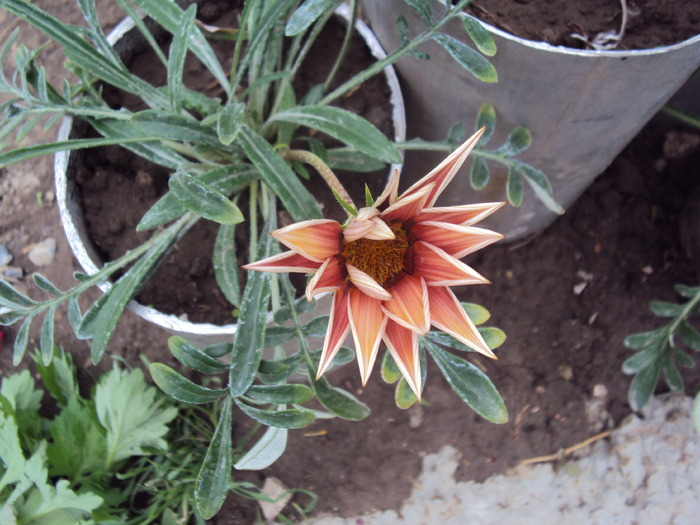 DSC01527 - gradina 2010