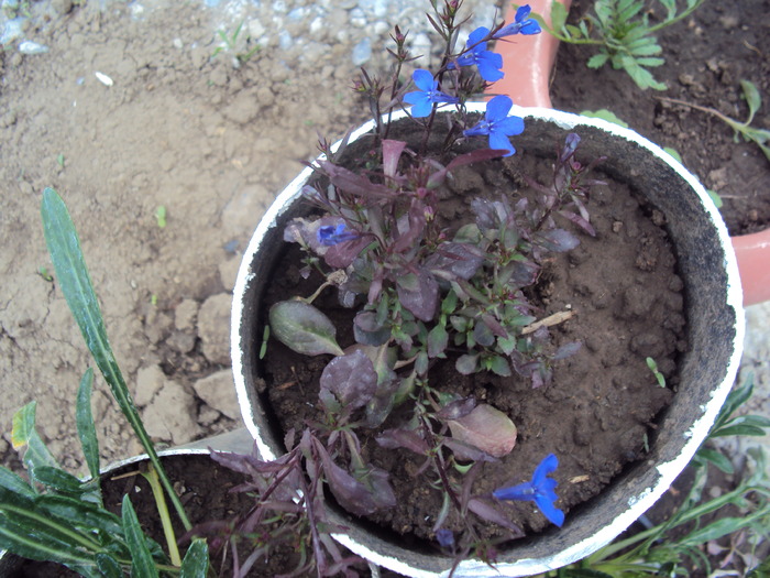 DSC01528 - gradina 2010