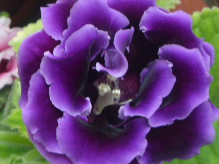 o superba gloxi mov dubla