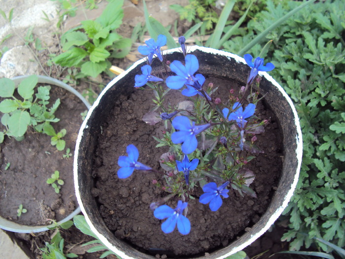 DSC01529 - gradina 2010