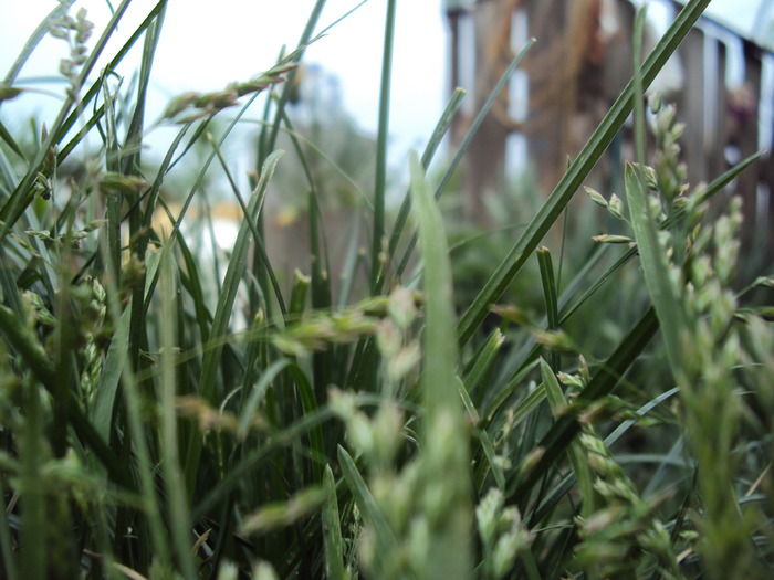 DSC01530 - gradina 2010