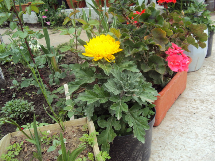 DSC01533 - gradina 2010