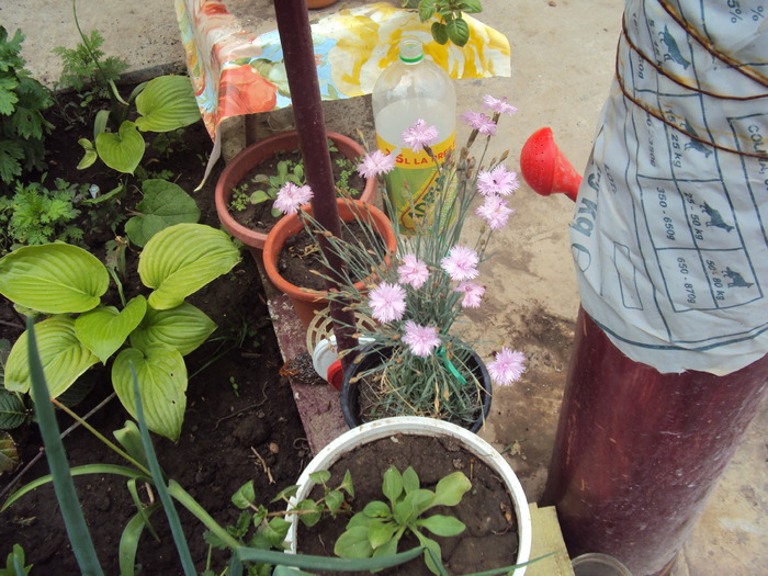 DSC01535 - gradina 2010