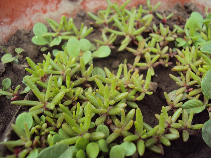 DSC01537 - gradina 2010