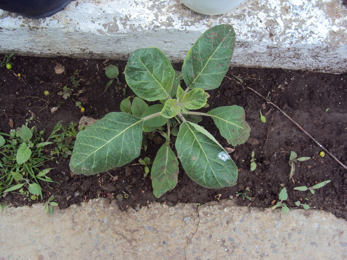 DSC01538 - gradina 2010