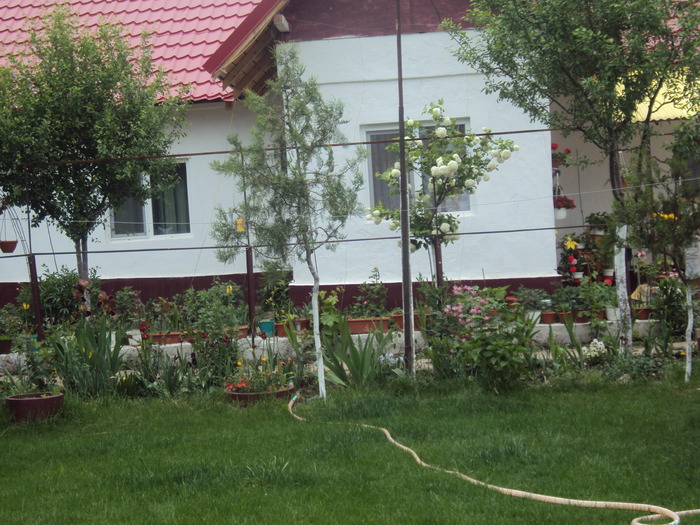 DSC01543 - gradina 2010