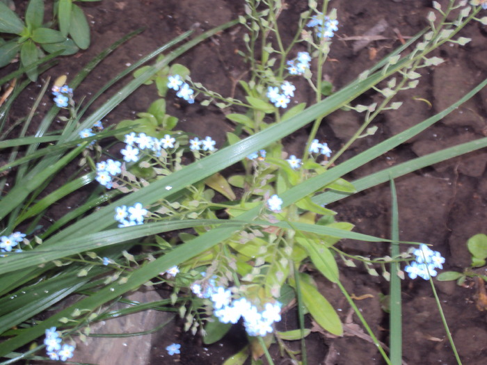 DSC01545 - gradina 2010