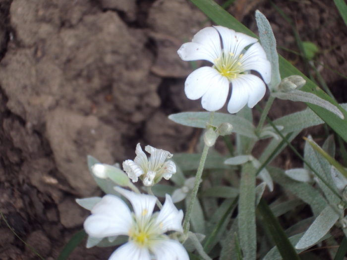 DSC01548 - gradina 2010