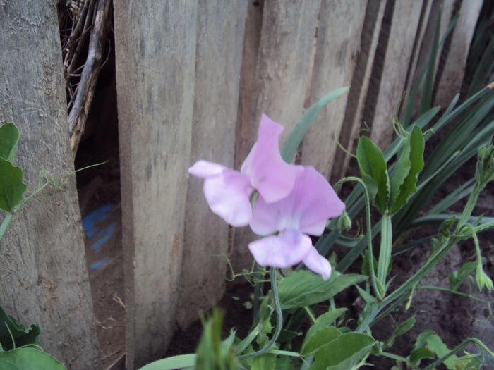 DSC01555 - gradina 2010
